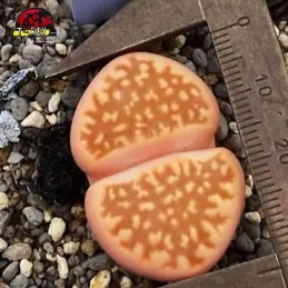 comprar suculenta rara