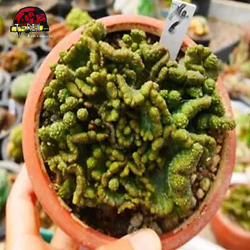 comprar suculenta rara