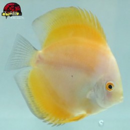 venda de peixes disco amarelo