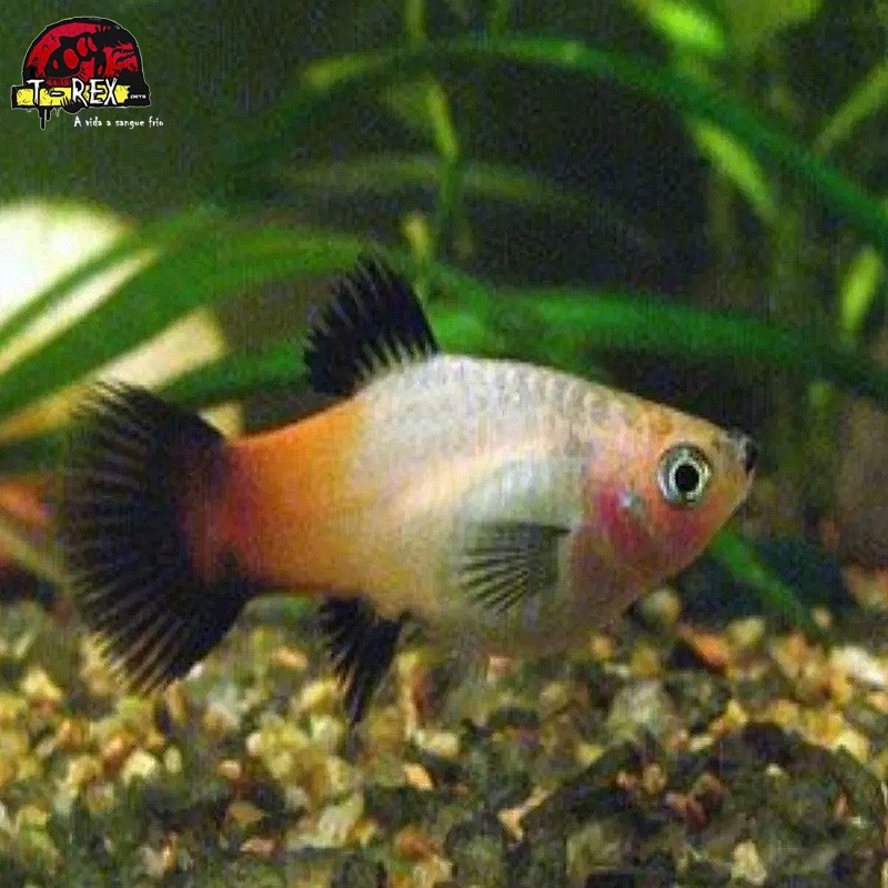 comprar peixe