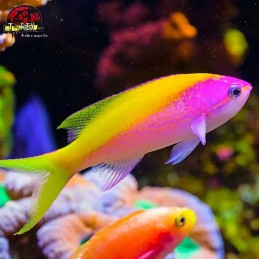 comprar peixes de água salgada