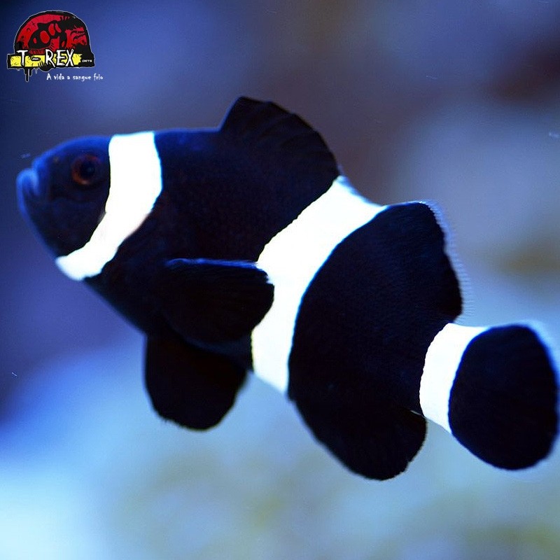 comprar peixes de água salgada