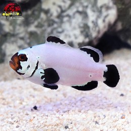 comprar peixes de água salgada