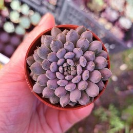 comprar suculenta rara