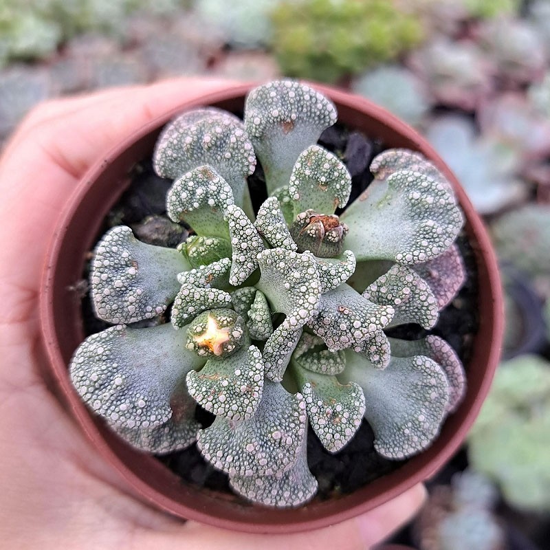 muda de titanopsis calcarea