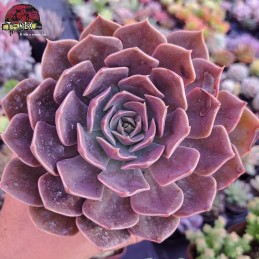 Muda De Suculenta Echeveria...