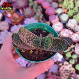 Muda De Suculenta Gasteria