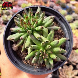 Muda De Suculenta...