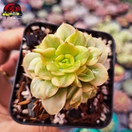 Muda De Suculenta Sedeveria...