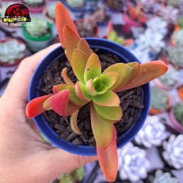 Muda De Suculenta Crassula...