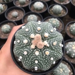 Muda de cacto Astrophytum...