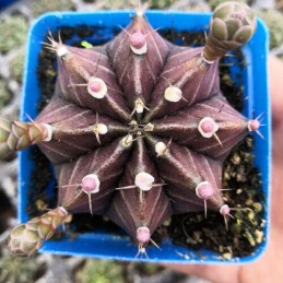 Muda de cacto Gymnocalycium...