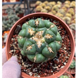 Muda de cacto Coryphantha...
