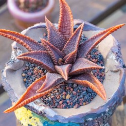 Muda de suculenta Haworthia...