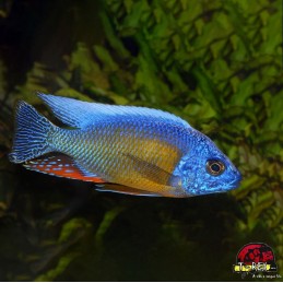 AULONOCARA STUARTGRANTI BLUE NEON 3 cm