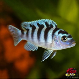 AULONOCARA STUARTGRANTI BLUE NEON 3 cm
