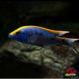 comprar peixe ciclídeo africano
