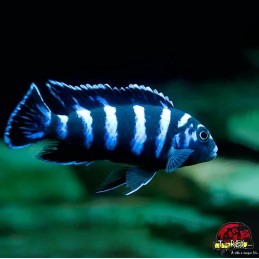 COMPRAR PEIXE DEMASONI POMBO
