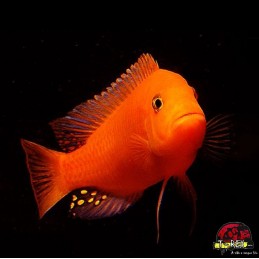 Peixe Ciclídeo Africano -...