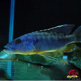 TYRANNOCHROMIS MACROSTOMA