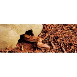 Reptile Cave