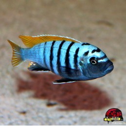 PSEUDOTROPHEUS ELONGATUS YELLOW TAIL 2 A 4 cm