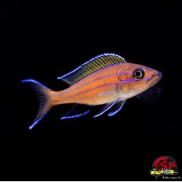 PARACIPRICHROMIS NIGRIPINNIS BLUE NEON