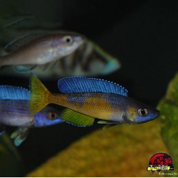 KITUMBA