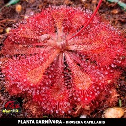 Comprar drosera capillaris