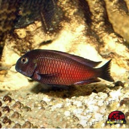 TROPHEUS MOORII RED MOLIRO BALÃO