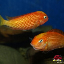 TROPHEUS MOORI KARAMBA