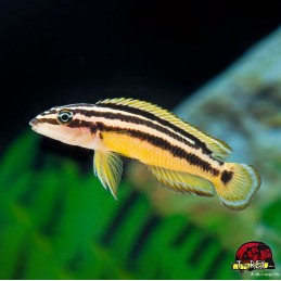 JULIDOCROMIS ORNATUS