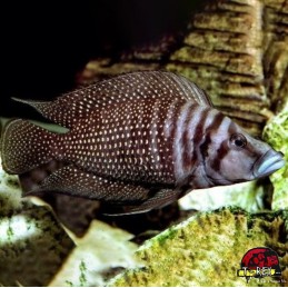 LAMPROLOGUS CALVUS BLACK