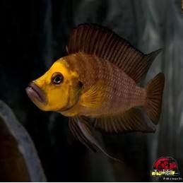 ALTOLAMPROLOGUS COMPRESSICEPS GOLD HEAD