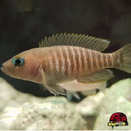 LAMPROLOGUS MULTI FASCIATUS comprar