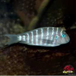 TROPHEUS CHIWA BLUE EYE TIGER