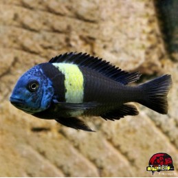 TROPHEUS DUBOISI