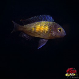 TROPHEUS MOORI MPULUNGU