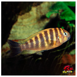 TROPHEUS MOORI BRICHARDI KIPILI