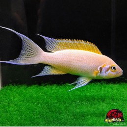 LAMPROLOGUS DAFFODIL