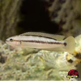 TROPHEUS MOORI BRICHARDI KIPILI 4 A 5 cm