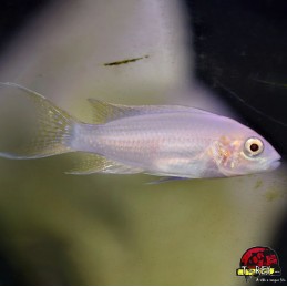 NEOLAMPROLOGUS BRICHARDI ALBINO