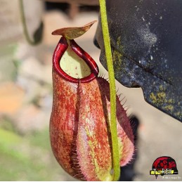 Planta Carnivora