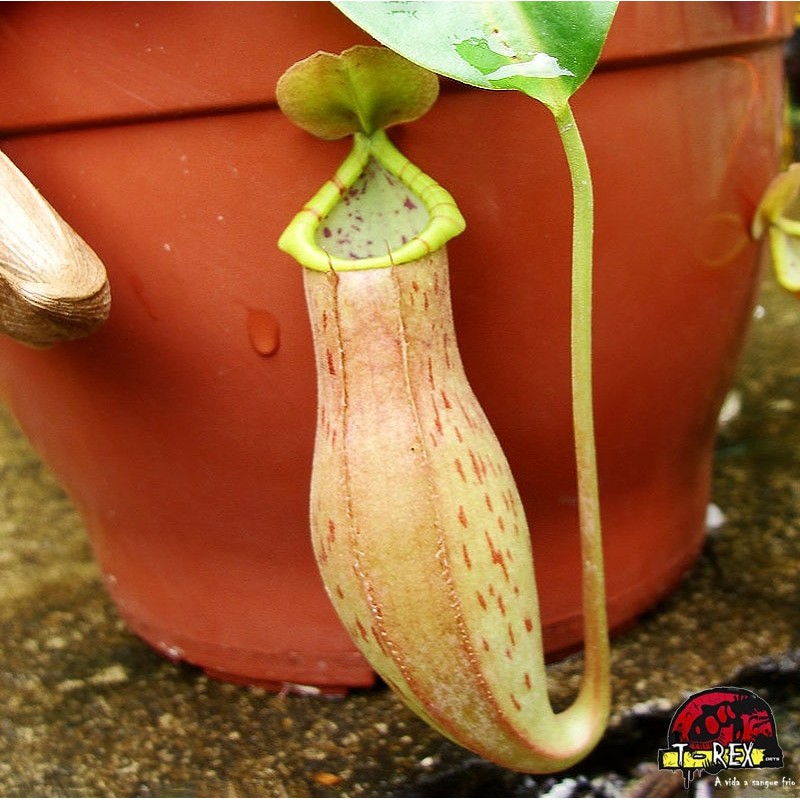 comprar muda de planta carnívora Nepenthes