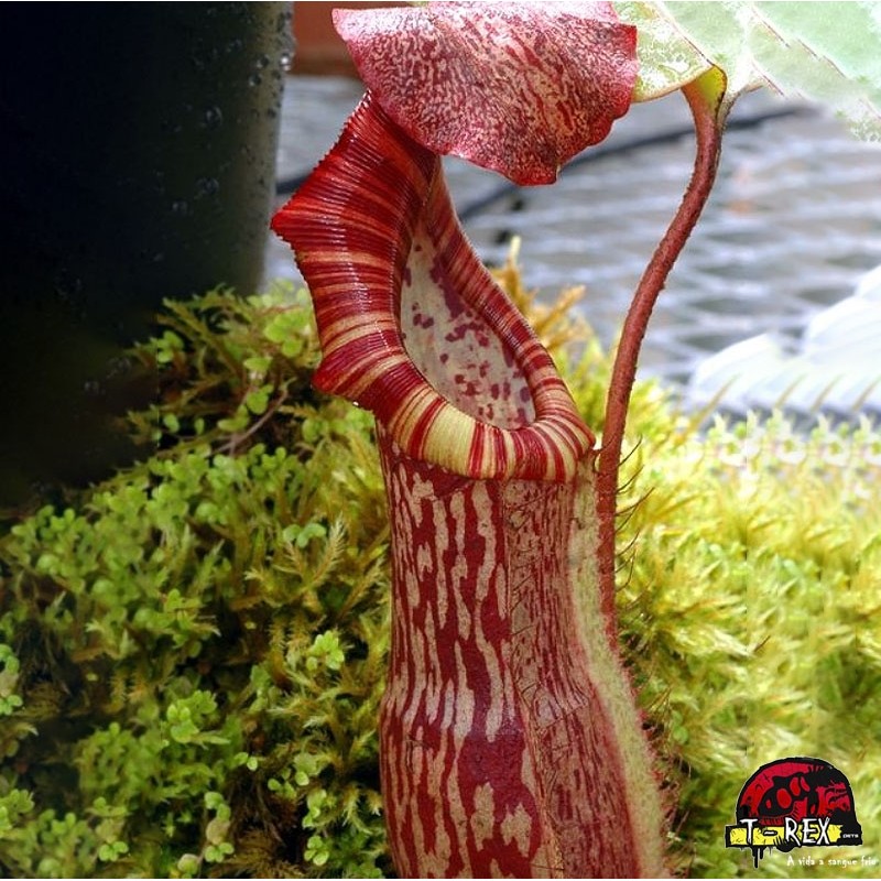Planta Carnívora Nepenthes Thorelli
