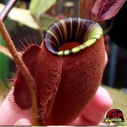 Planta Carnívora Nepenthes Viking x Ampullaria