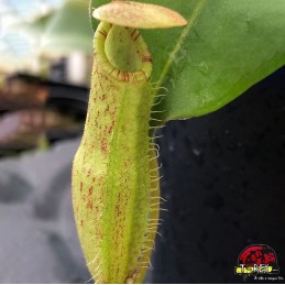 Nepenthes Mirabilis