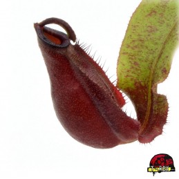 Planta Carnívora Nepenthes...