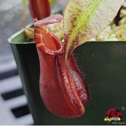 Planta Carnívora Nepenthes Rafflesiana