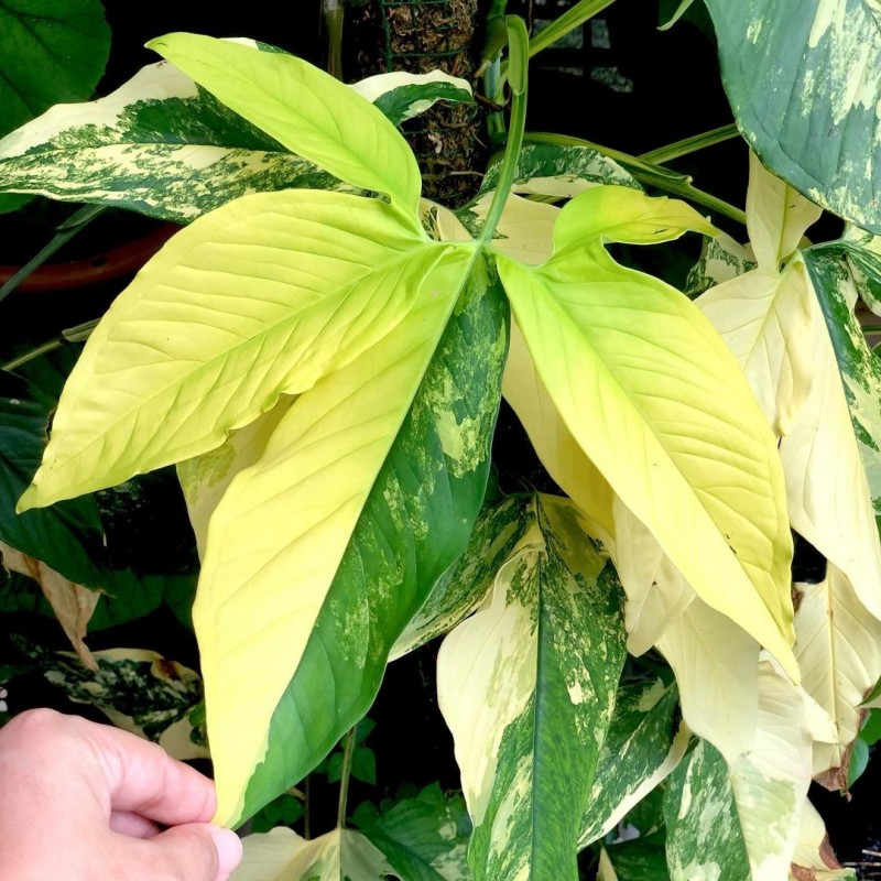 comprar muda de caladium sofia